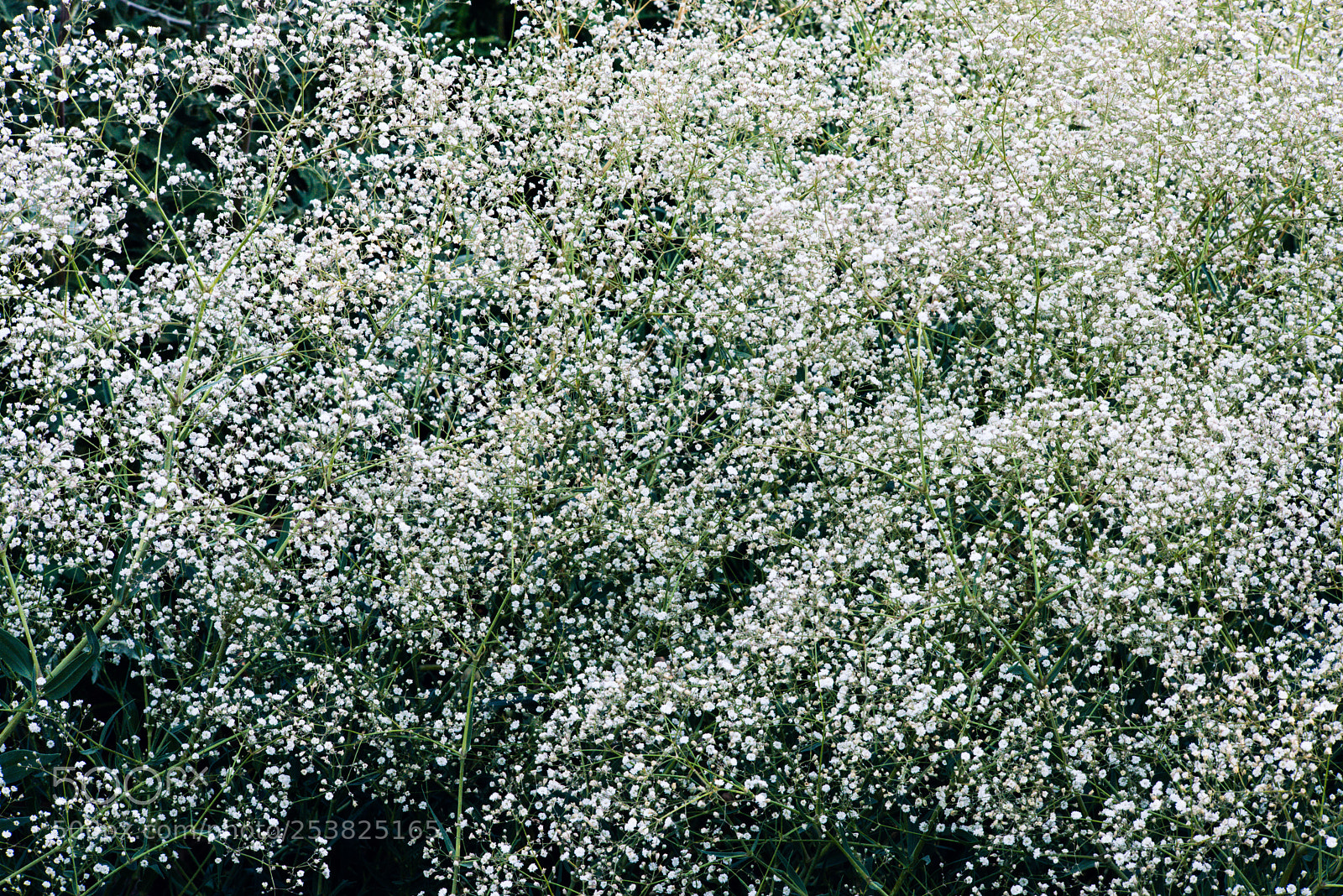 Nikon D610 sample photo. Group of white flowers photography