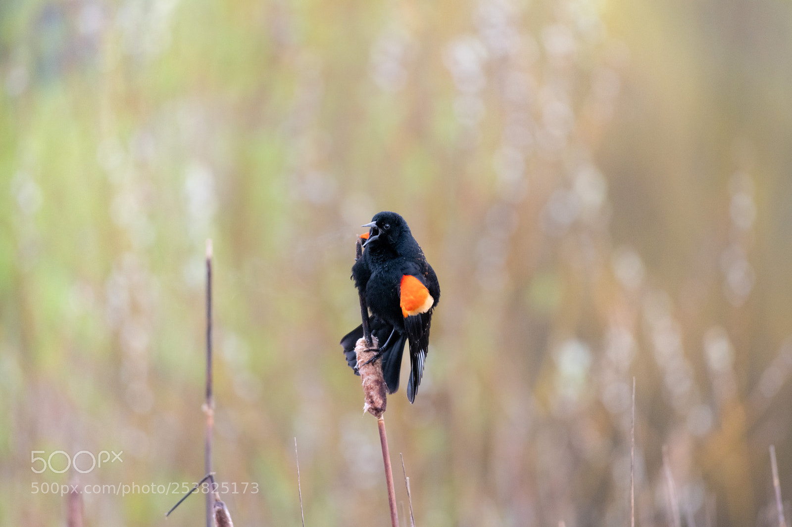 Nikon D850 sample photo. Red winged black bird photography
