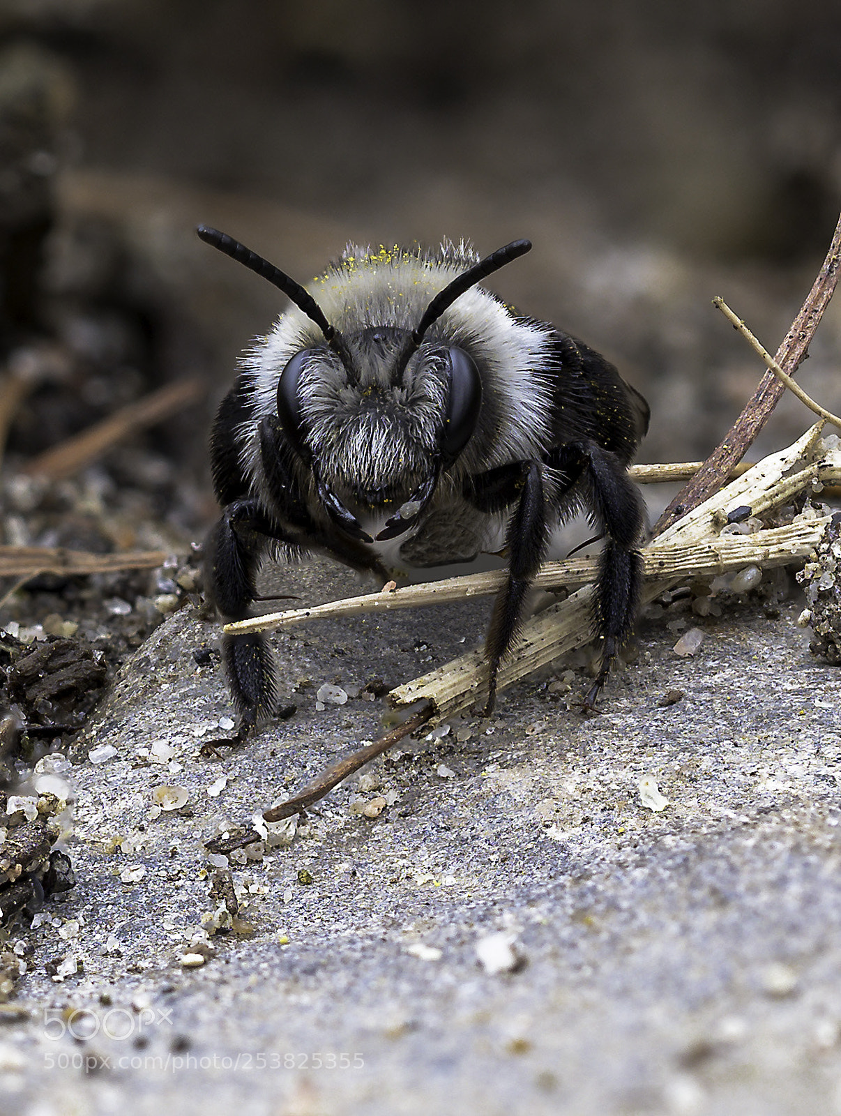 Olympus OM-D E-M1 Mark II sample photo. Black wild bee photography