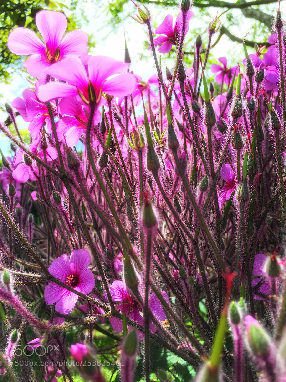 Apple iPhone 6 sample photo. The bloom photography