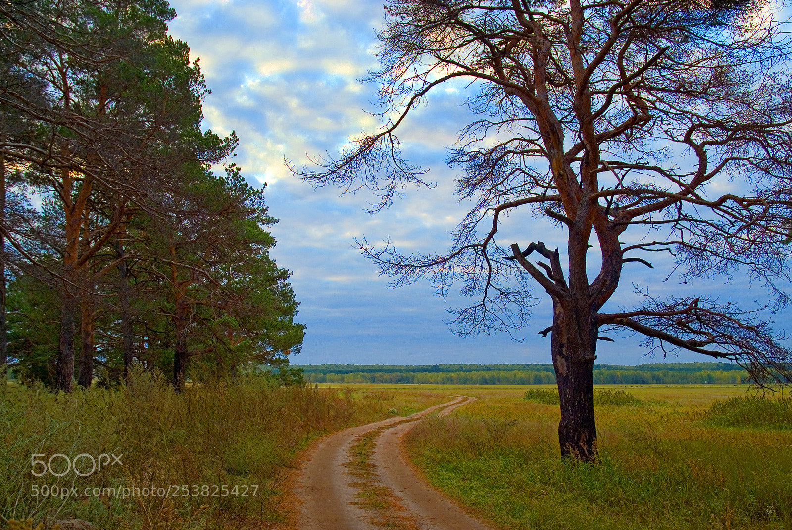 Fujifilm FinePix S3 Pro sample photo. Yellow sandy road photography