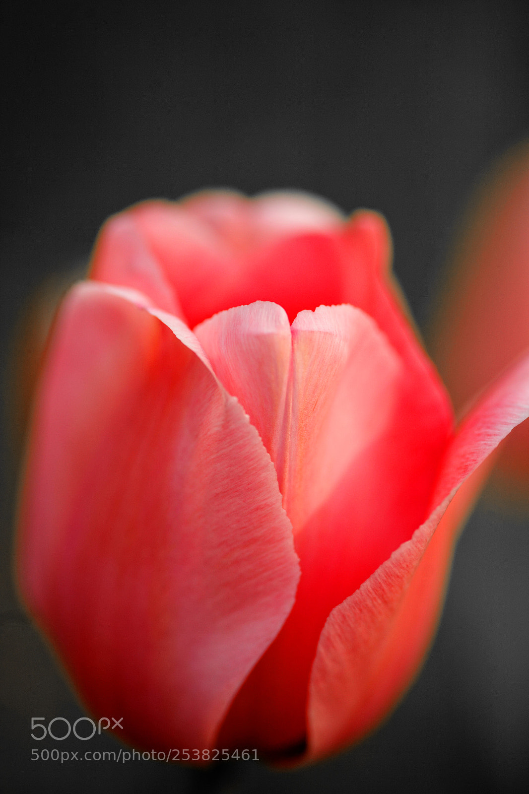 Canon EOS 5D sample photo. Just p!nk photography