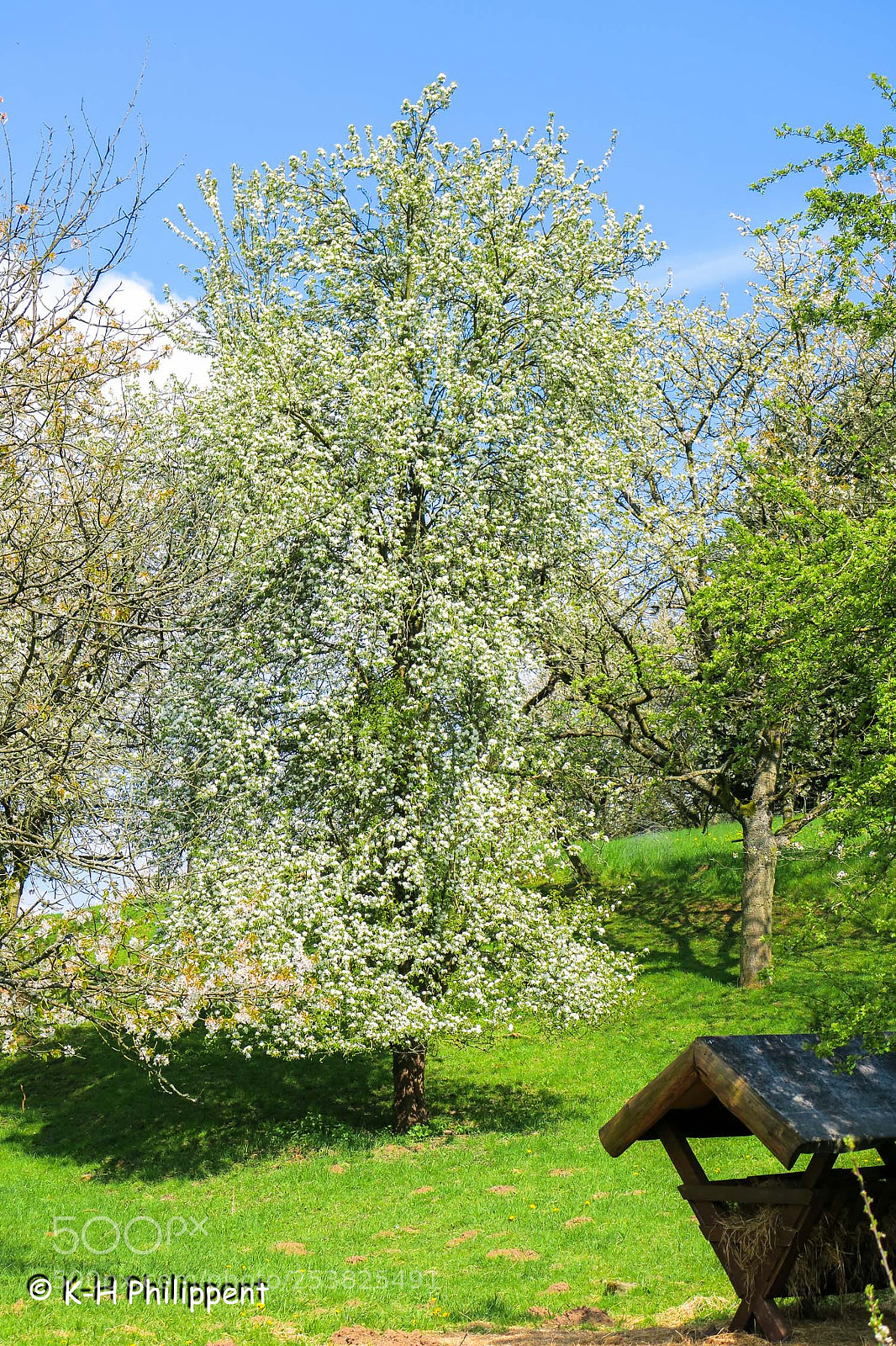 Canon PowerShot G3 X sample photo. Nordhessen germany , fruit photography