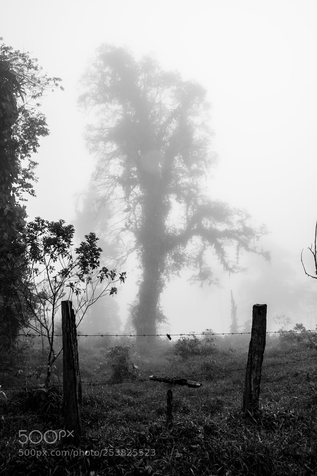 Nikon D7100 sample photo. Bw fog photography