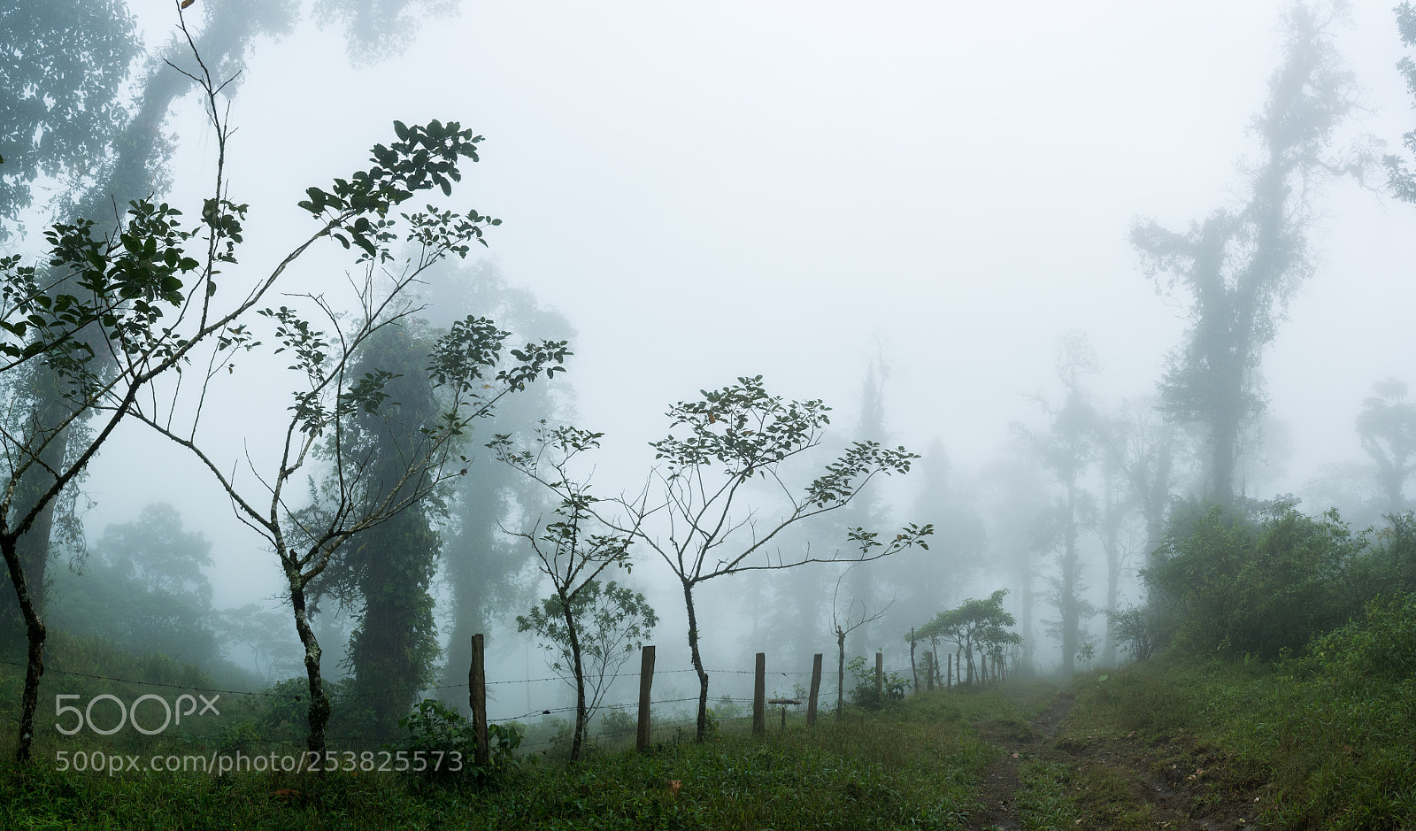 Nikon D7100 sample photo. Pano fog photography
