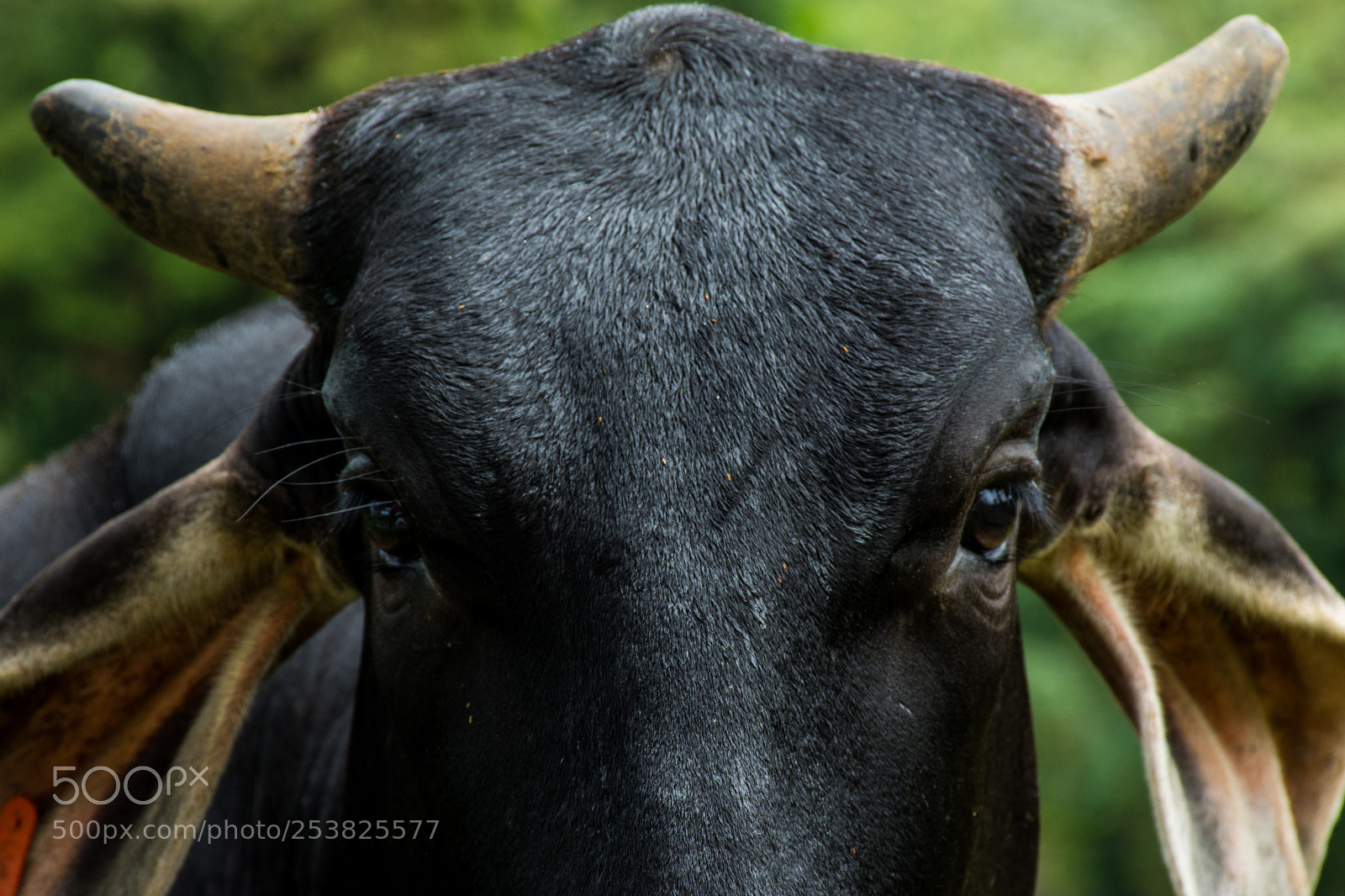 Nikon D7100 sample photo. Bull eyes photography