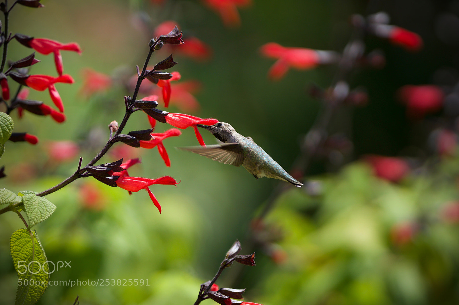 Sony a6000 sample photo. Powered by flowers photography