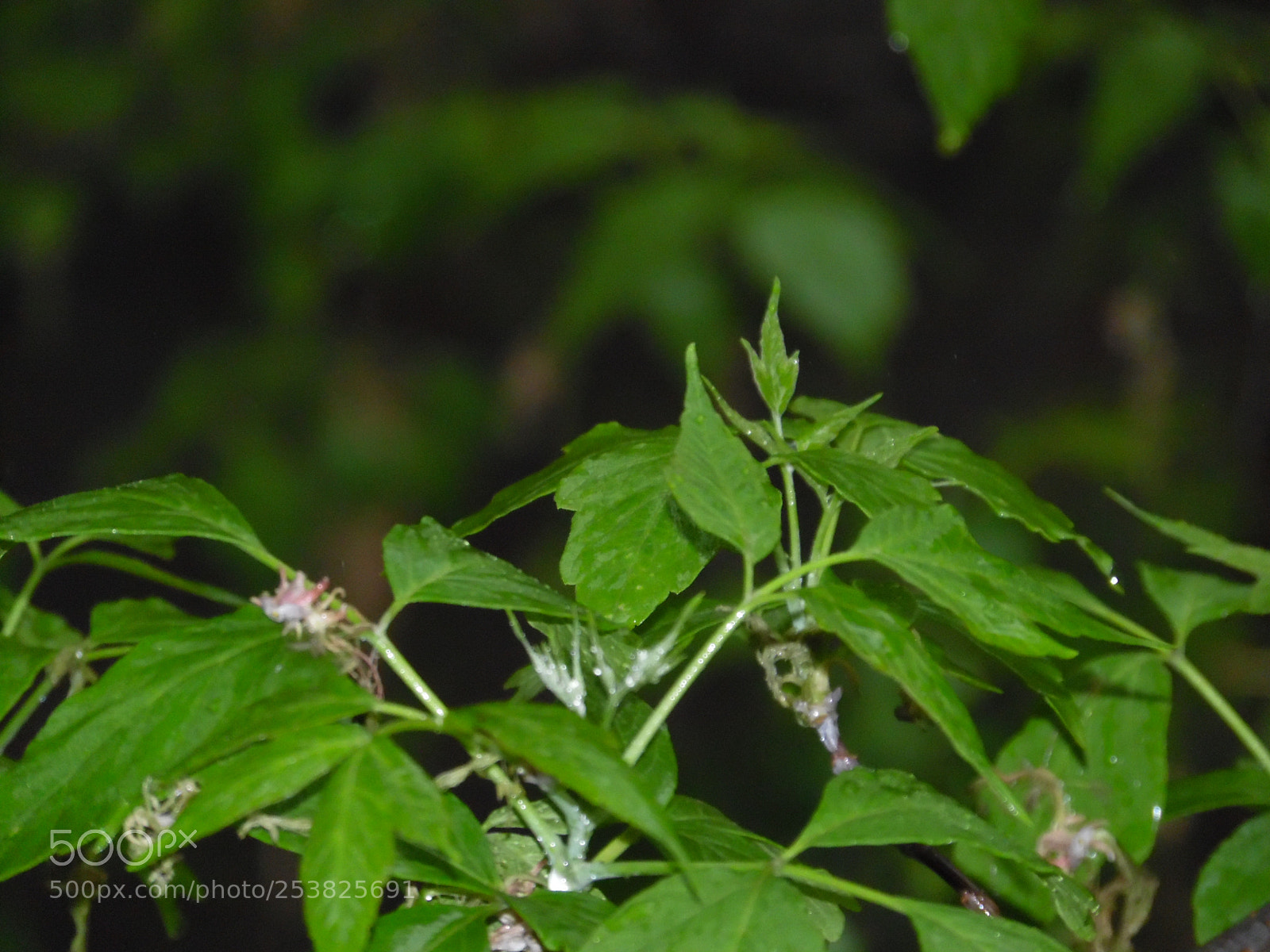 Samsung WB1100F/WB1101F/WB1102F sample photo. Rainy day photography