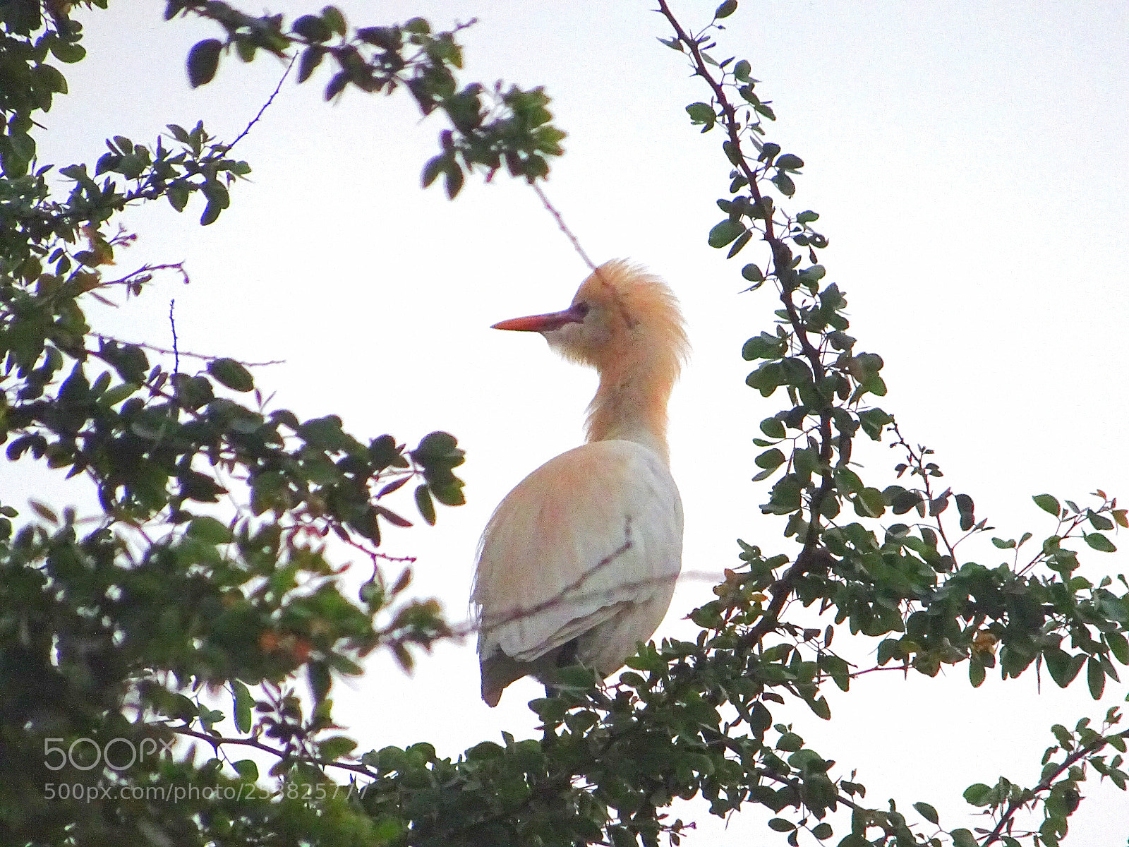 Sony DSC-HX60V sample photo. Bird photography