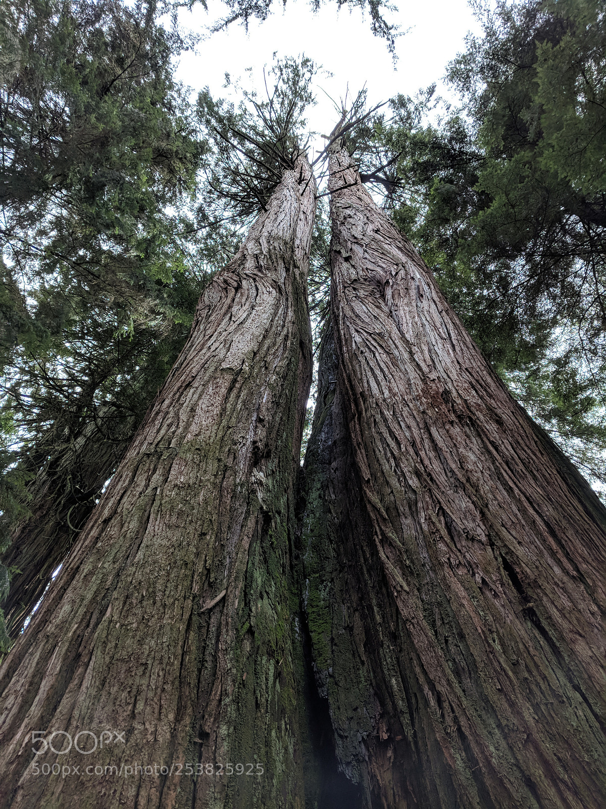 Google Pixel XL sample photo. That is one tall photography
