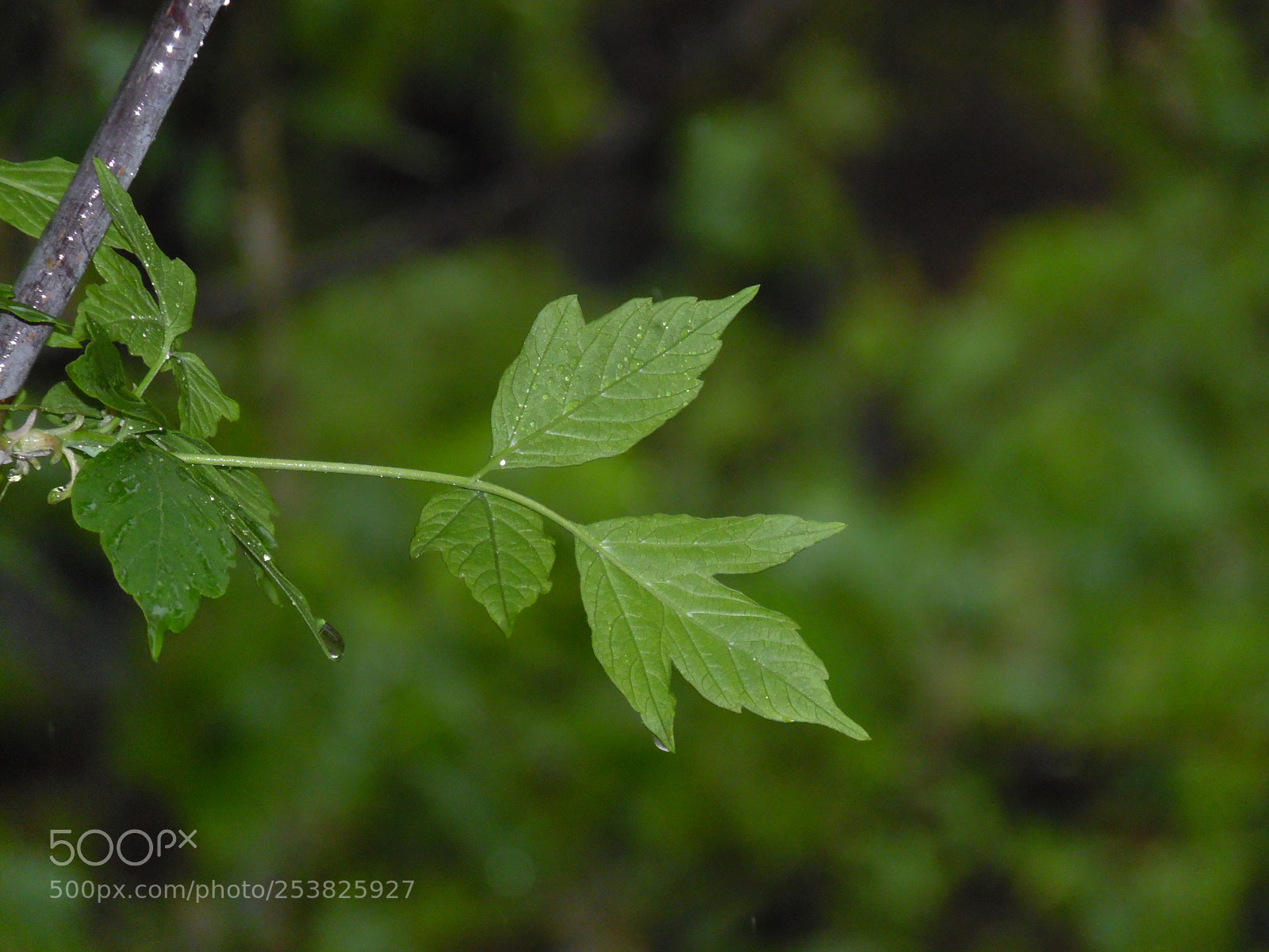 Samsung WB1100F/WB1101F/WB1102F sample photo. Rainy day 2 photography