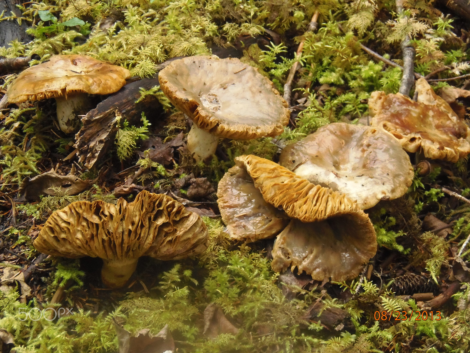 Olympus SP-810UZ sample photo. Toad stools photography