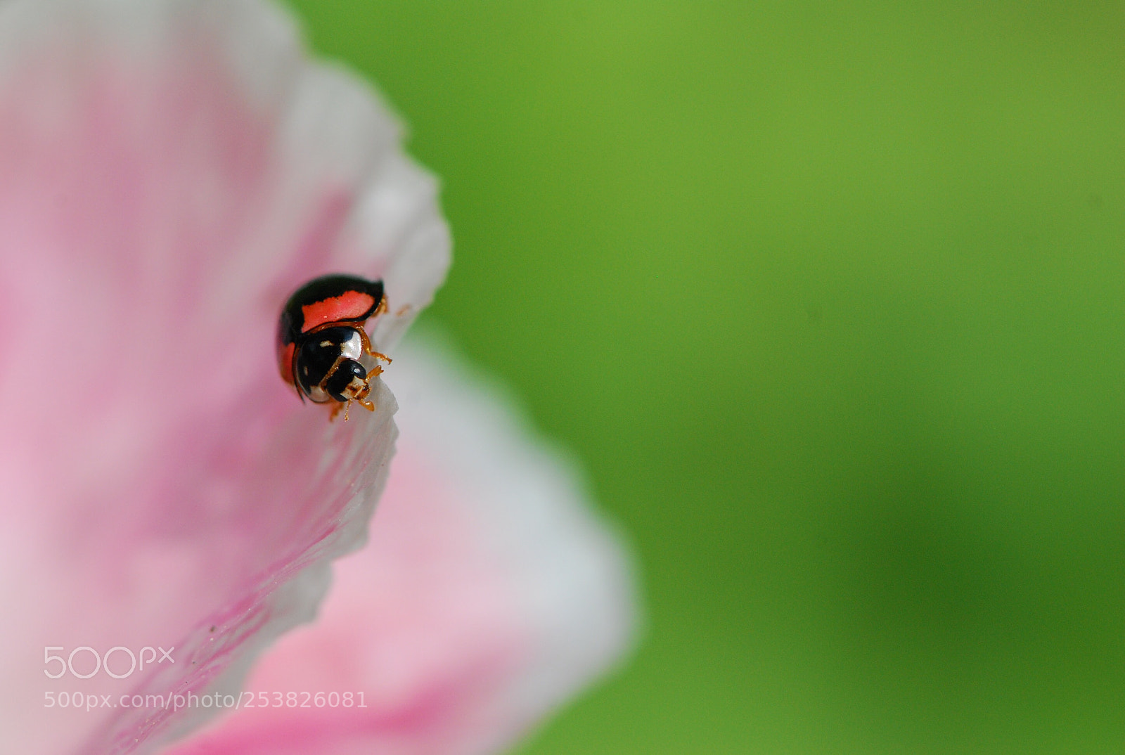 Nikon D80 sample photo. Ladybug photography