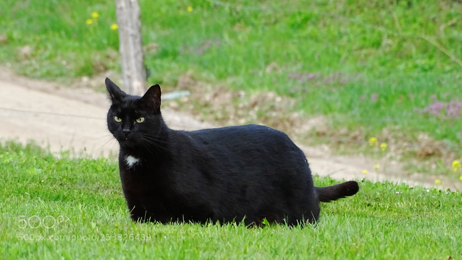 Sony Cyber-shot DSC-HX400V sample photo. Piko photography