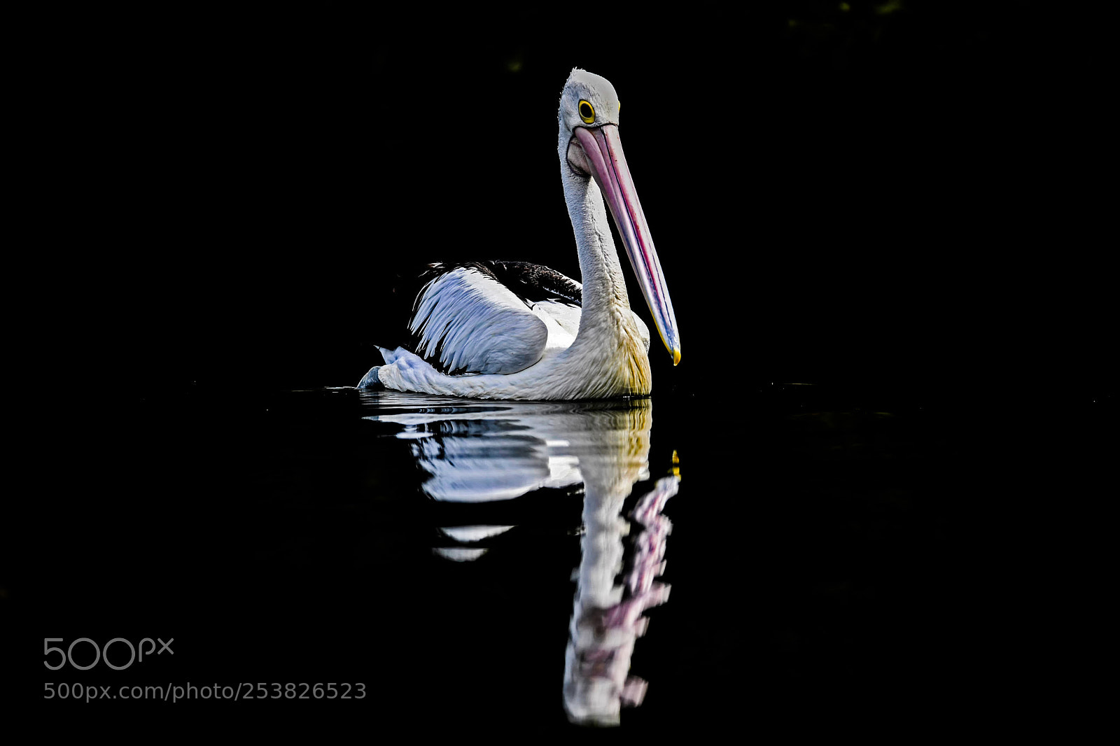 Nikon D5 sample photo. Pelican in still photography