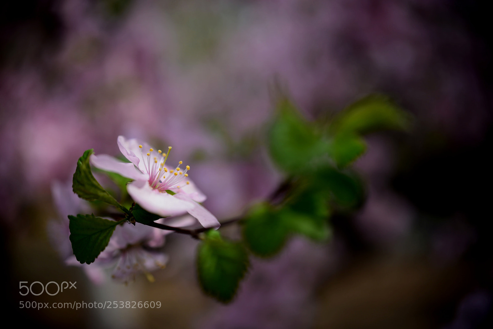 Nikon D810 sample photo. Untitled photography