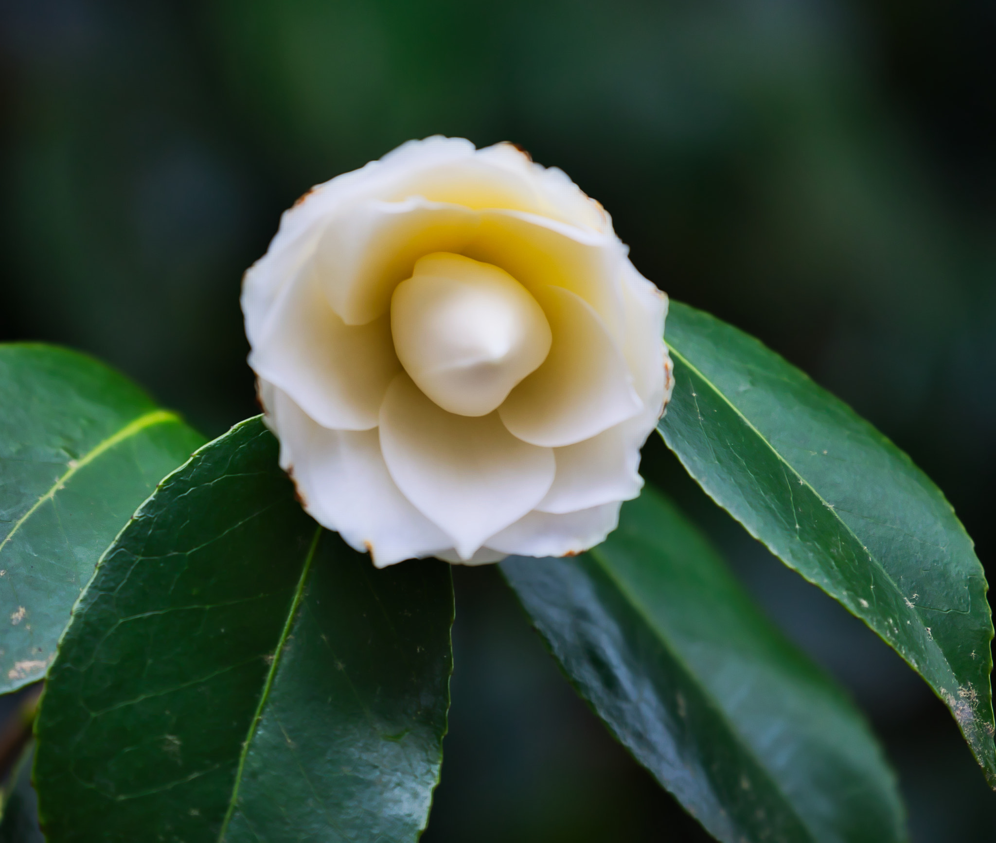 Canon EF 70-300mm F4-5.6L IS USM sample photo. Camellias photography