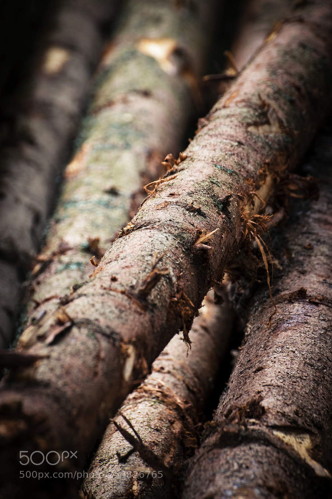Nikon D5500 sample photo. Detail wooden spruce trunk photography
