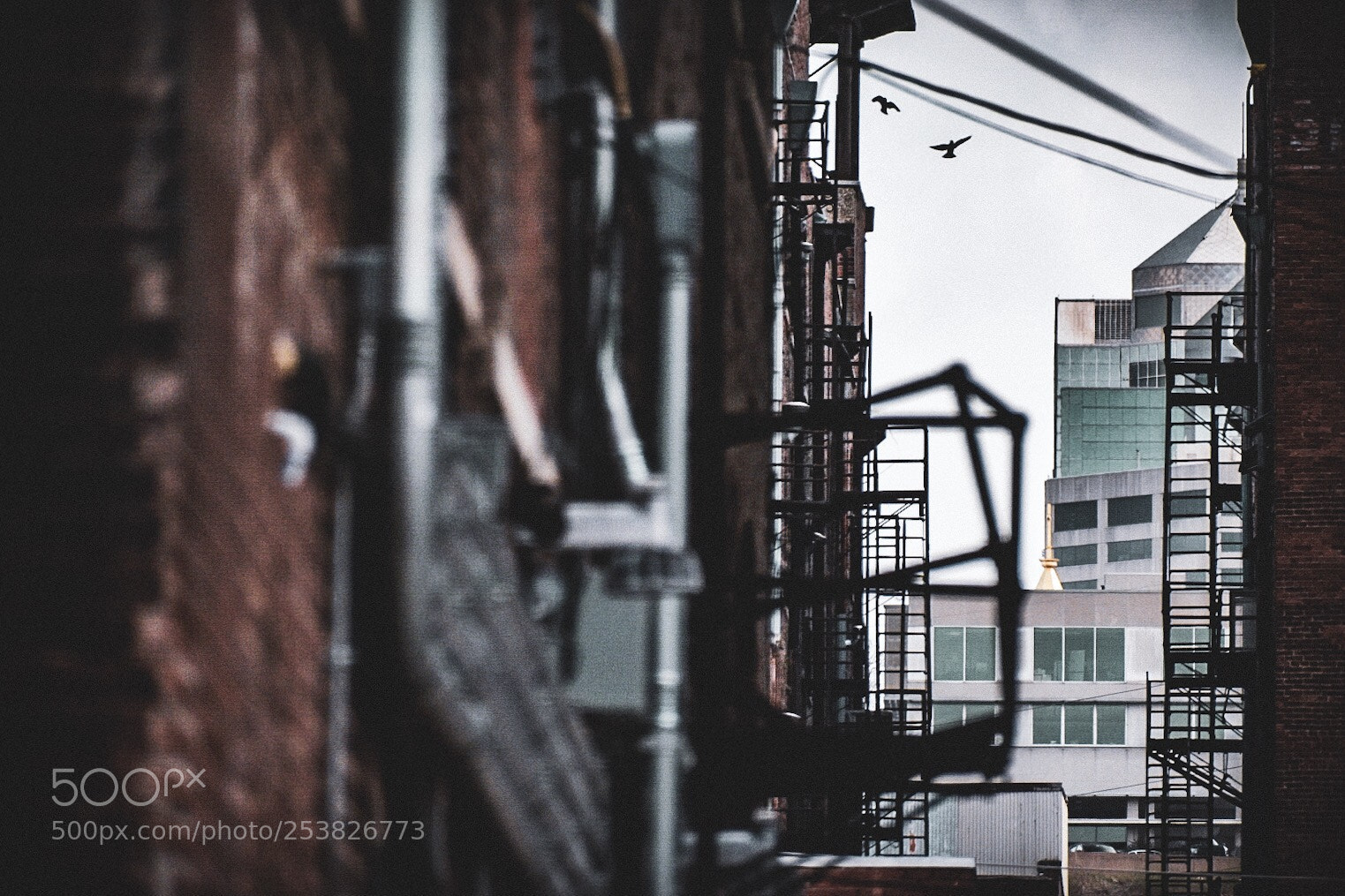 Nikon D3400 sample photo. Pigeons in the alley photography