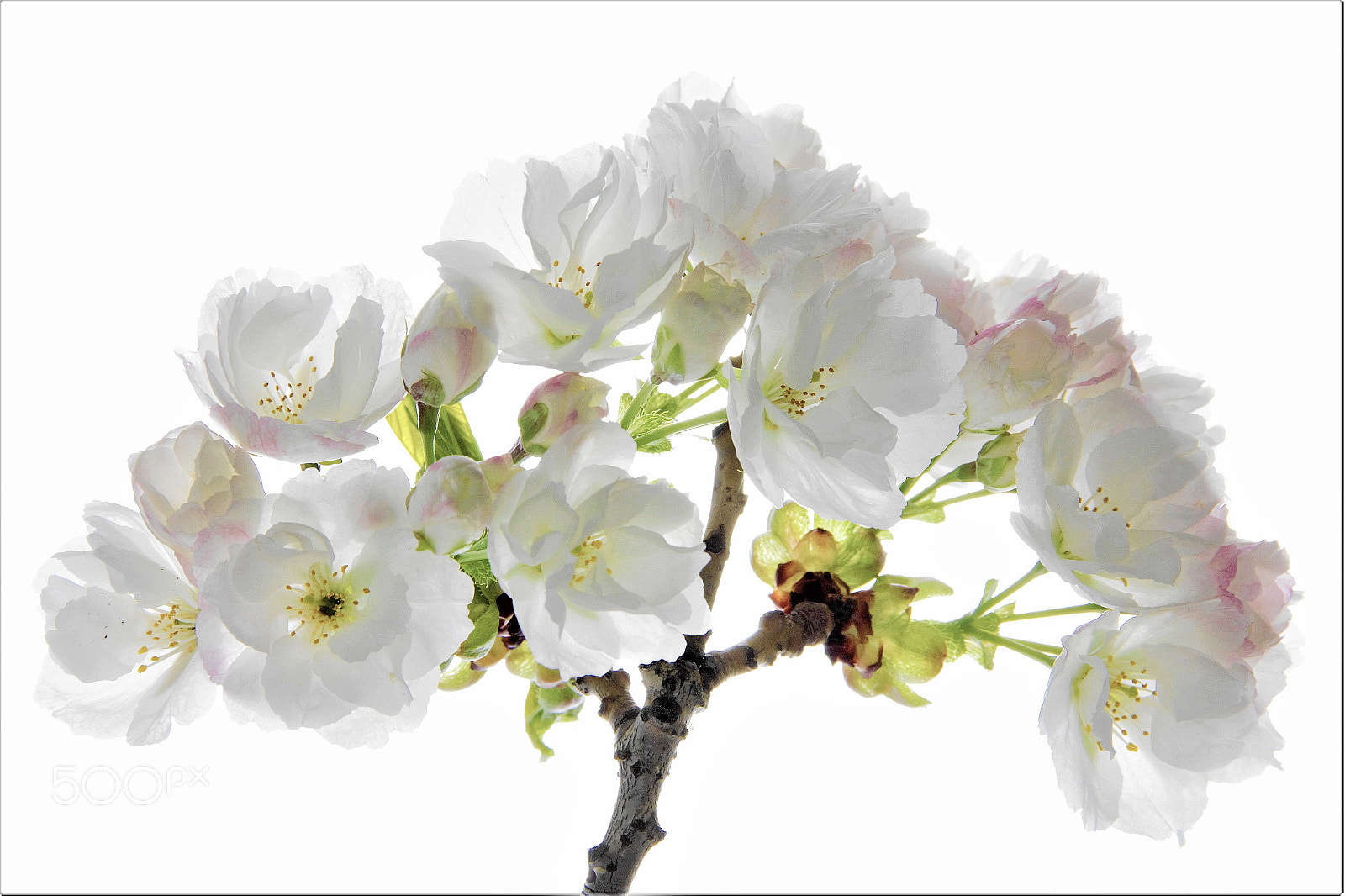 Canon EOS 60D sample photo. White cherry -- 白樱花 photography