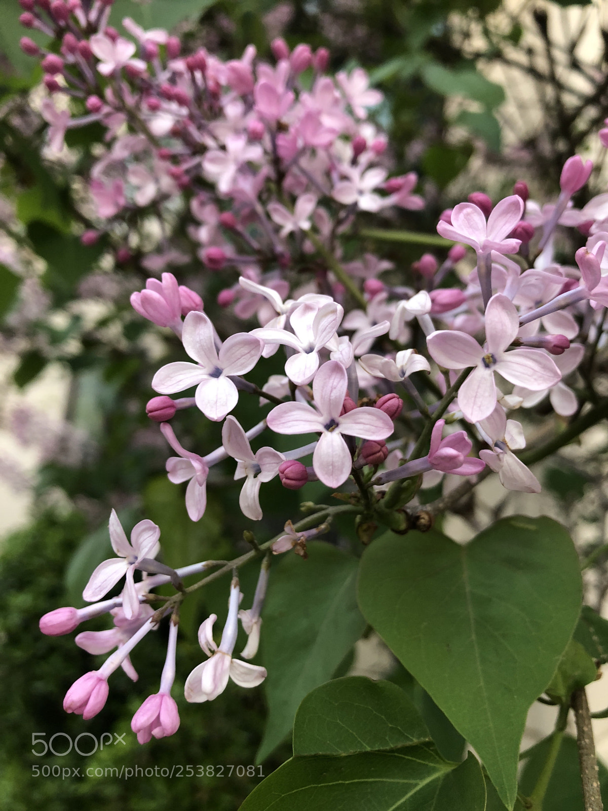 Apple iPhone 8 sample photo. Lilac photography