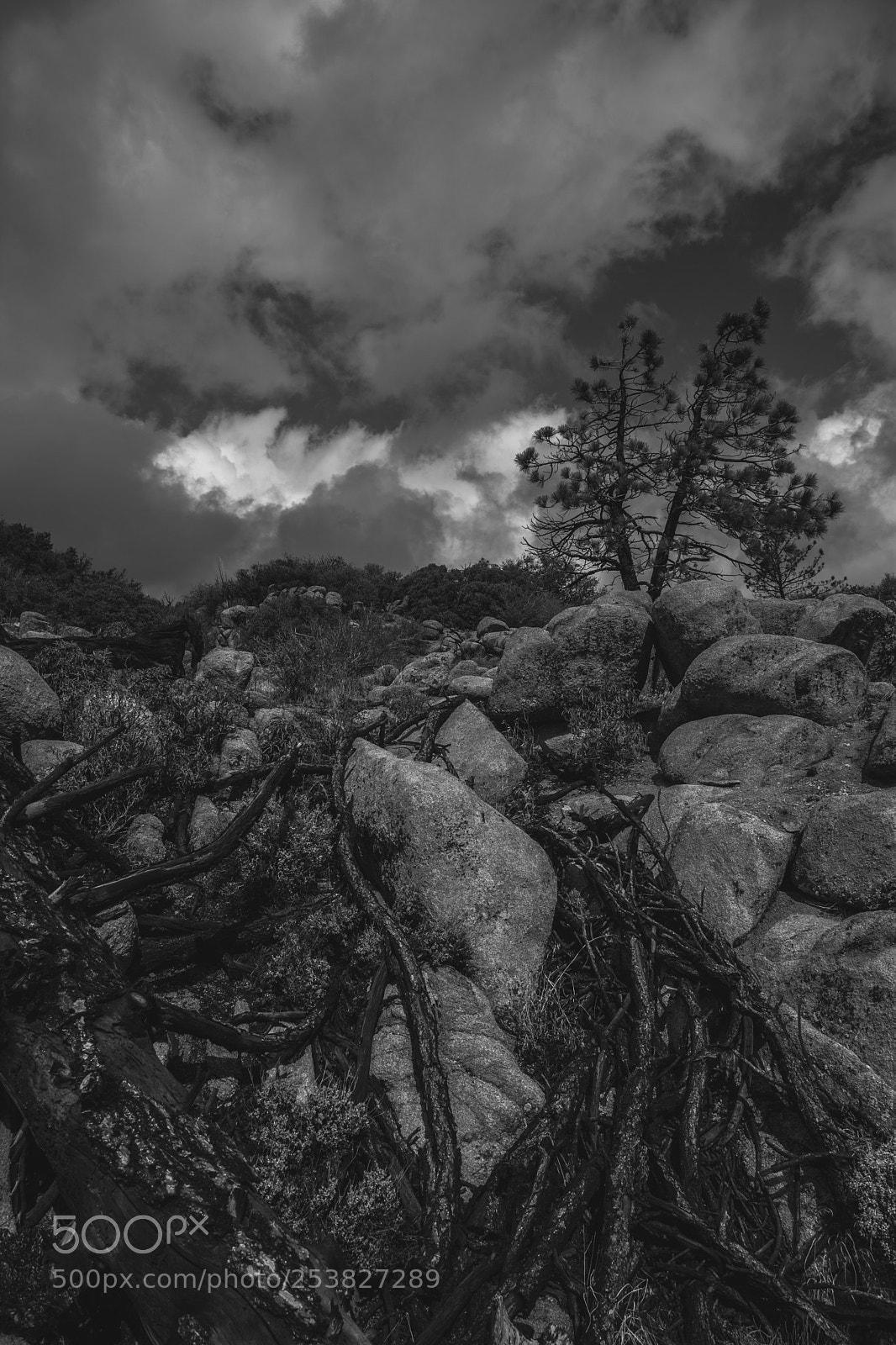 Canon EOS 5D Mark II sample photo. Black and white forest photography