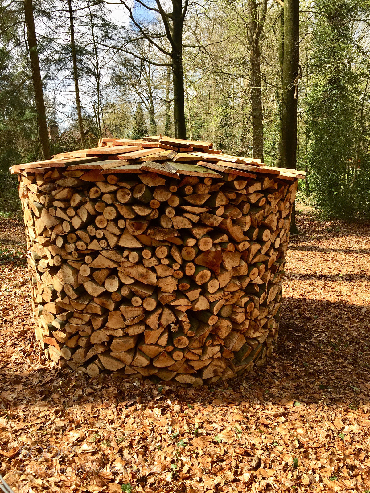 Apple iPhone 6 sample photo. Wood photography