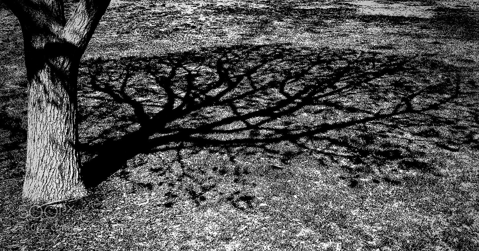 Apple iPhone 6s sample photo. Tree shadow photography