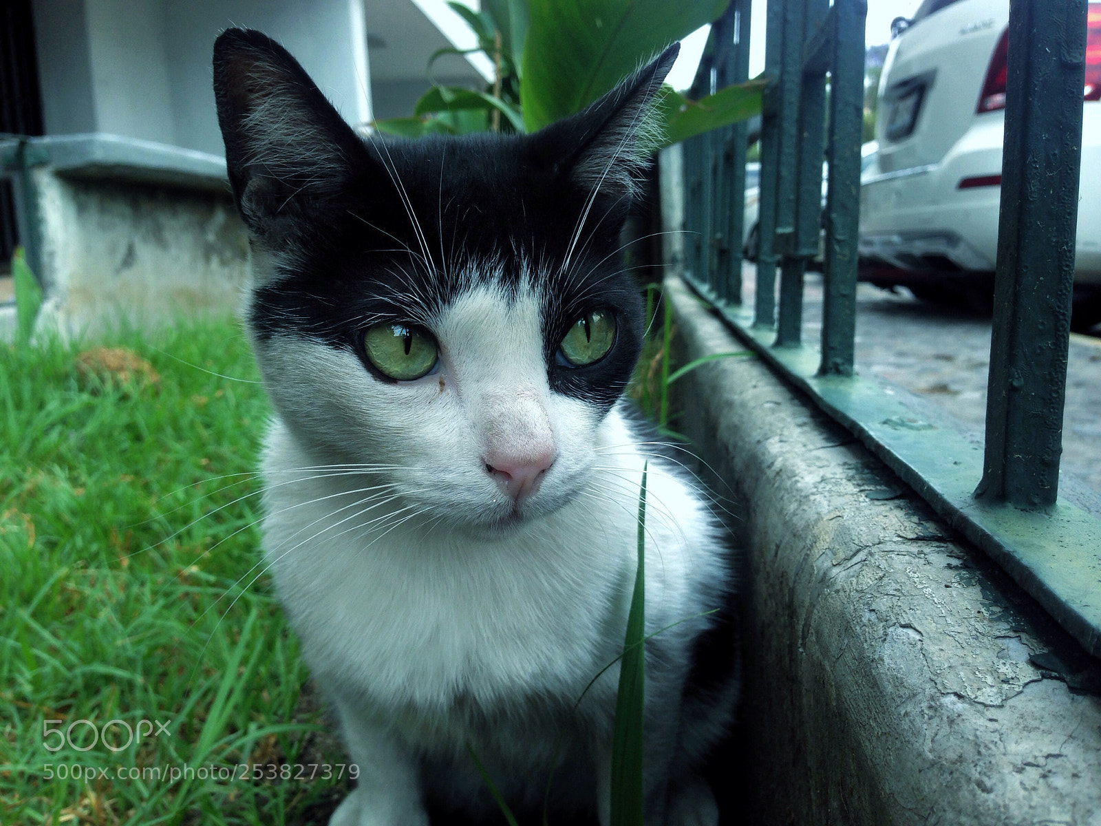 Apple iPhone 5 sample photo. Lovecats  photography