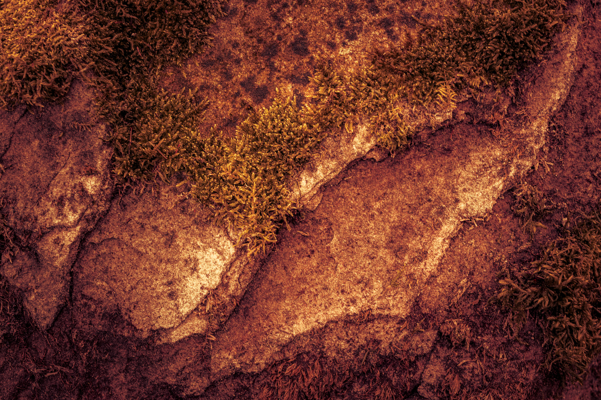 Sony Cyber-shot DSC-RX1 sample photo. Abstract stone background in brown overgrown with moss photography
