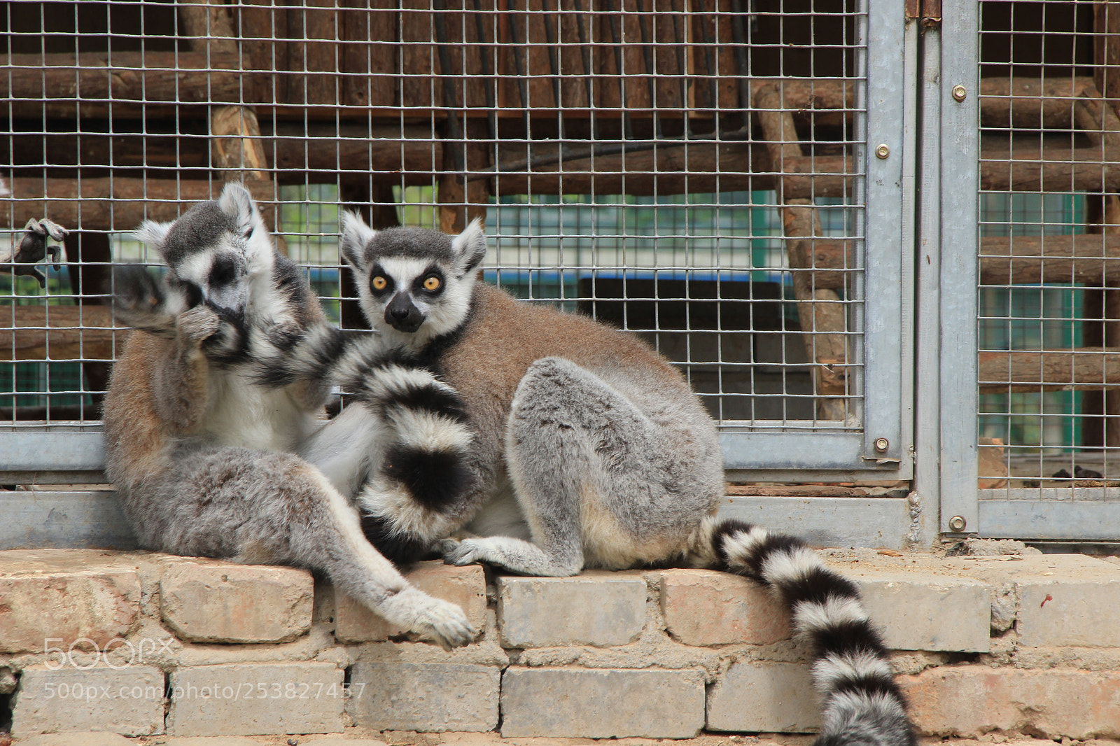 Canon EF-S 18-135mm F3.5-5.6 IS sample photo. 很像猫 photography