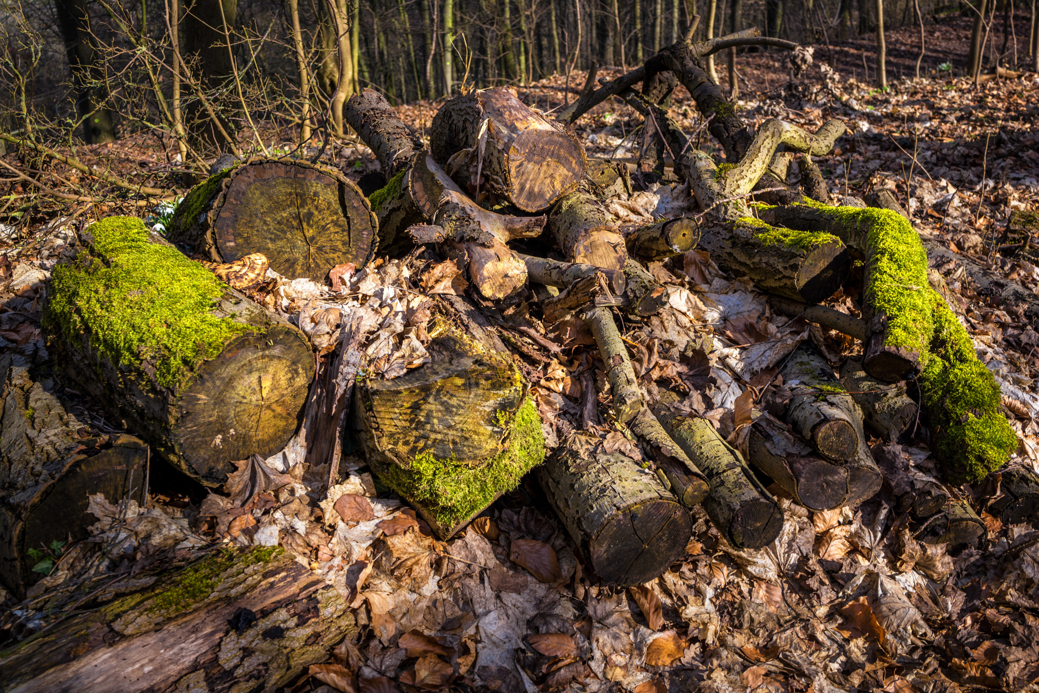 Sony Cyber-shot DSC-RX1 sample photo. Firewood in the forest in springtime photography