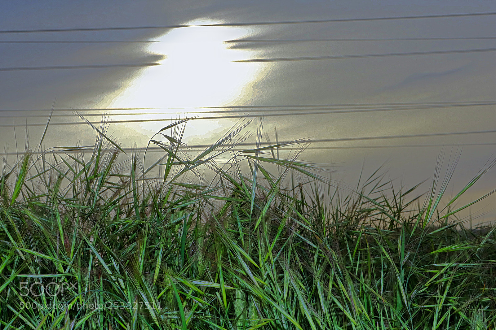 Canon EOS 750D (EOS Rebel T6i / EOS Kiss X8i) sample photo. Looking towards sun through photography