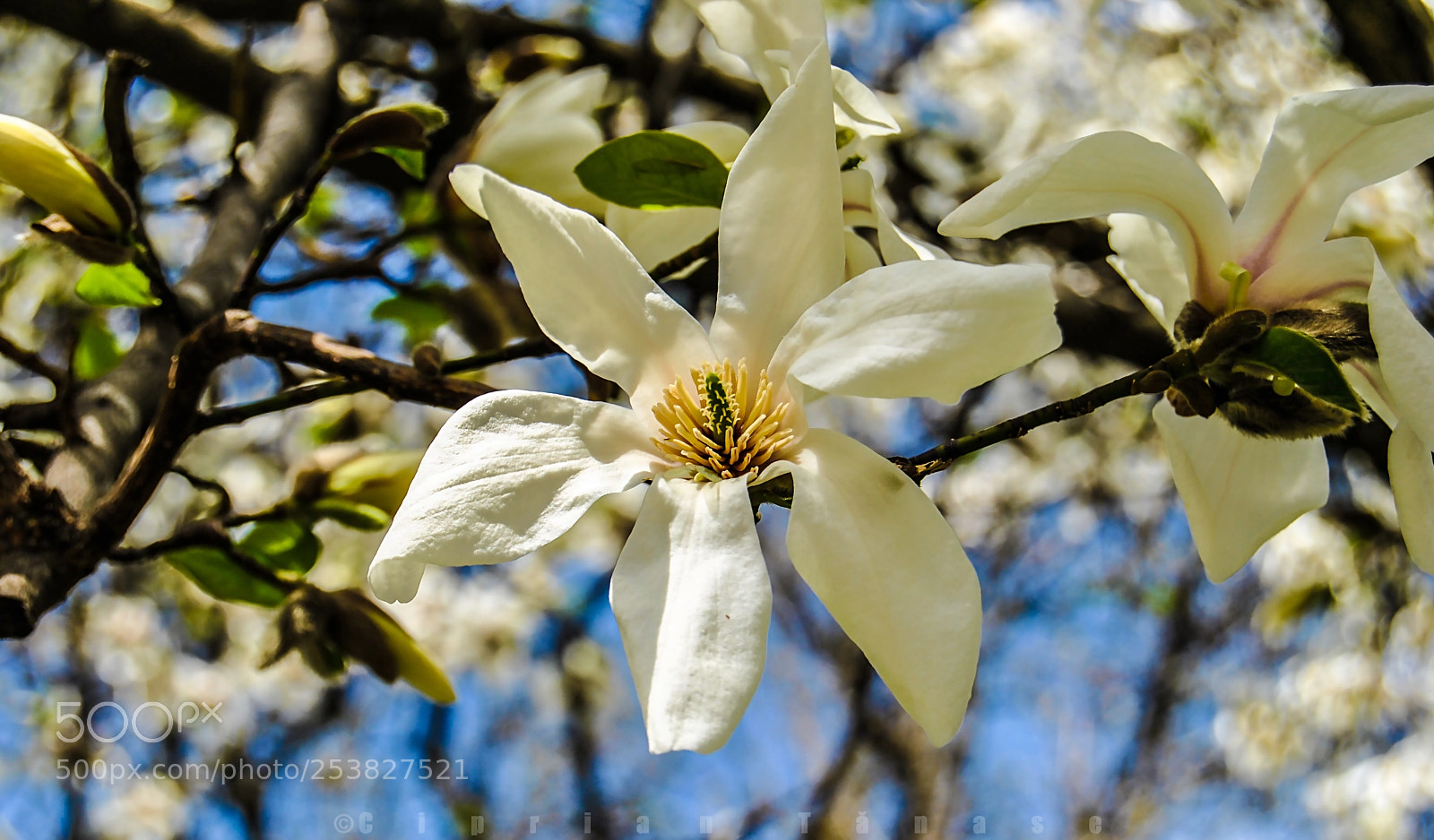 Nikon D3000 sample photo. White magnolia photography