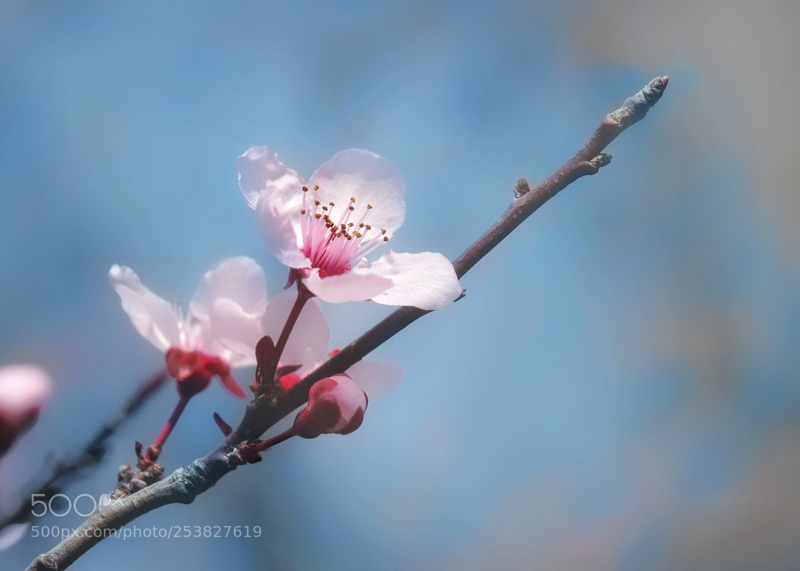 Fujifilm X-T20 sample photo. Cherry blossoms in ca.  photography