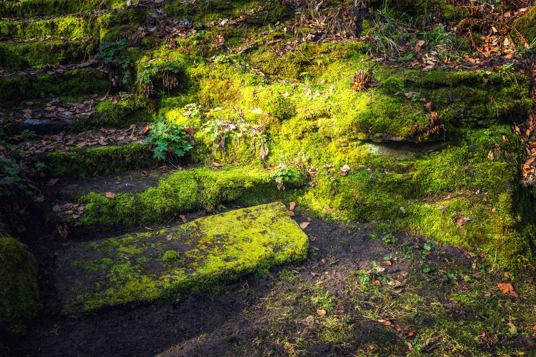 Sony Cyber-shot DSC-RX1 sample photo. Beautiful nature closeup view to moss overgrown stairs in spring photography