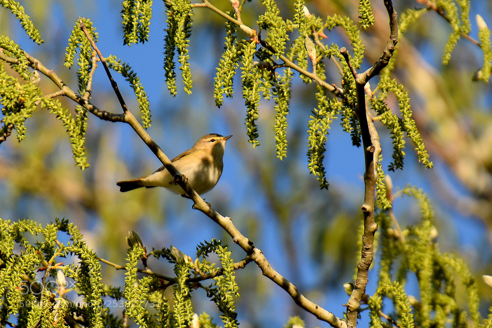 Nikon D5500 sample photo. Tarde al sol photography