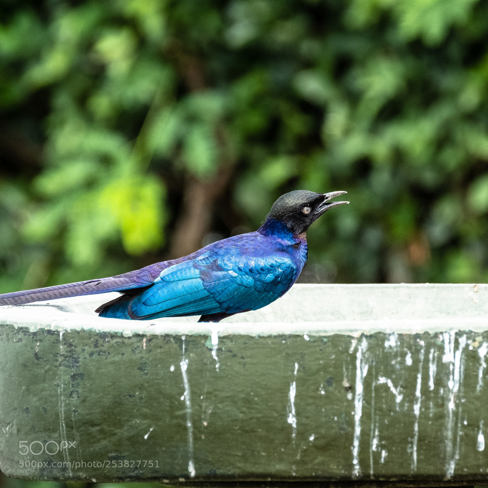 Fujifilm X-T2 sample photo. Angry bird 1 photography