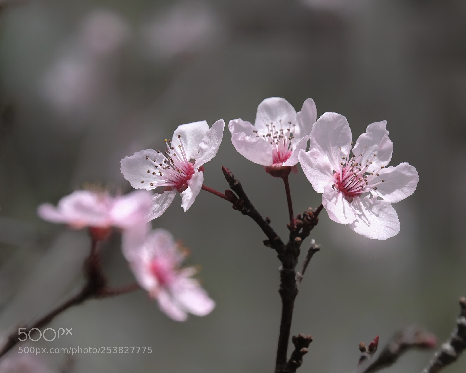 Fujifilm X-T20 sample photo. Cherry blossoms in ca. 2 photography