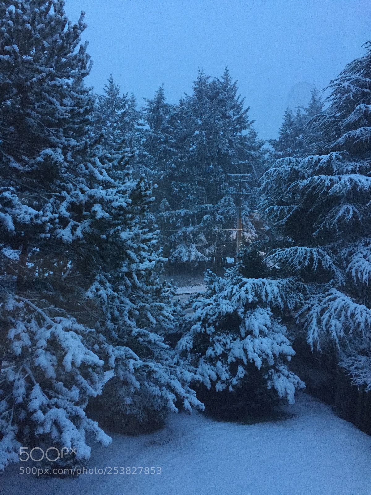 Apple iPhone 6 sample photo. Snow in saanich photography