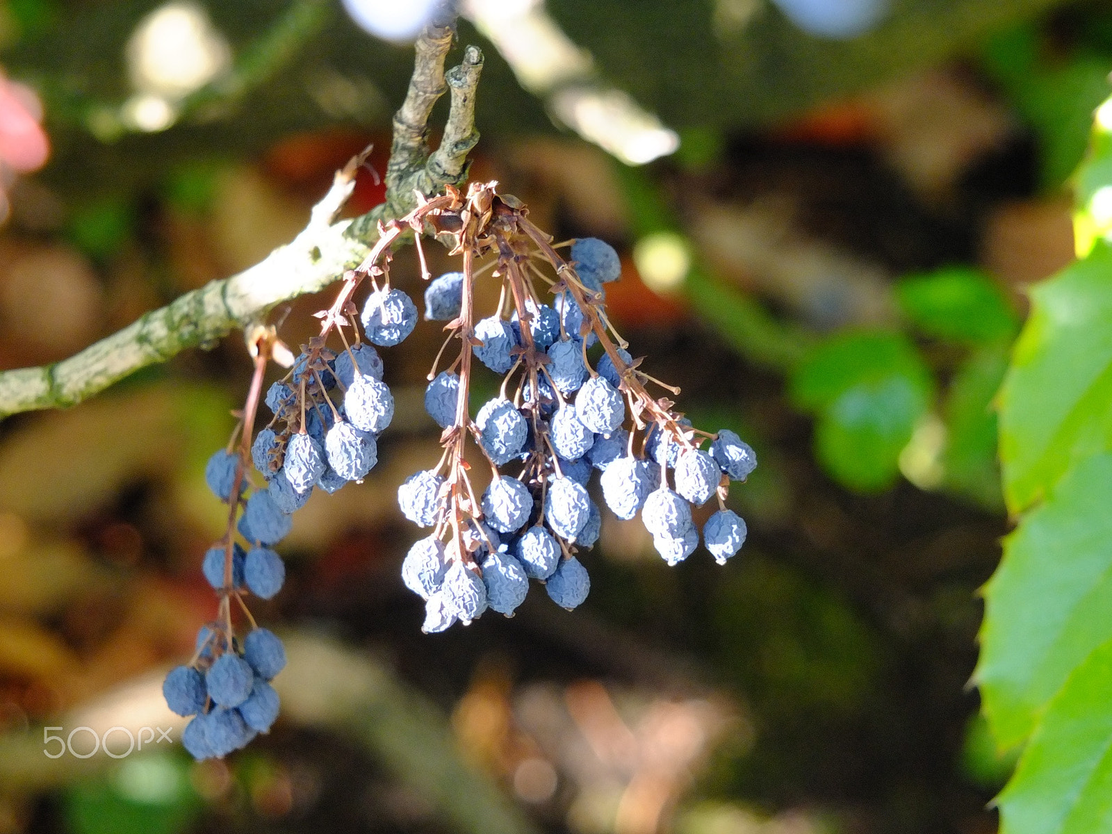 Fujifilm X-S1 sample photo. Is it fruit? photography