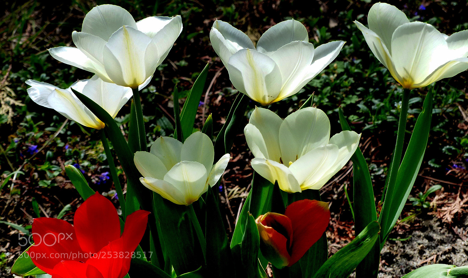 Panasonic Lumix DMC-FZ200 sample photo. Tulips. photography
