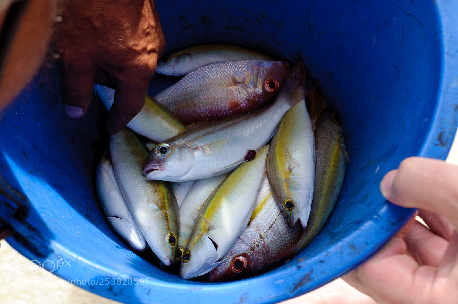 Nikon D5000 sample photo. Thai fishing photography