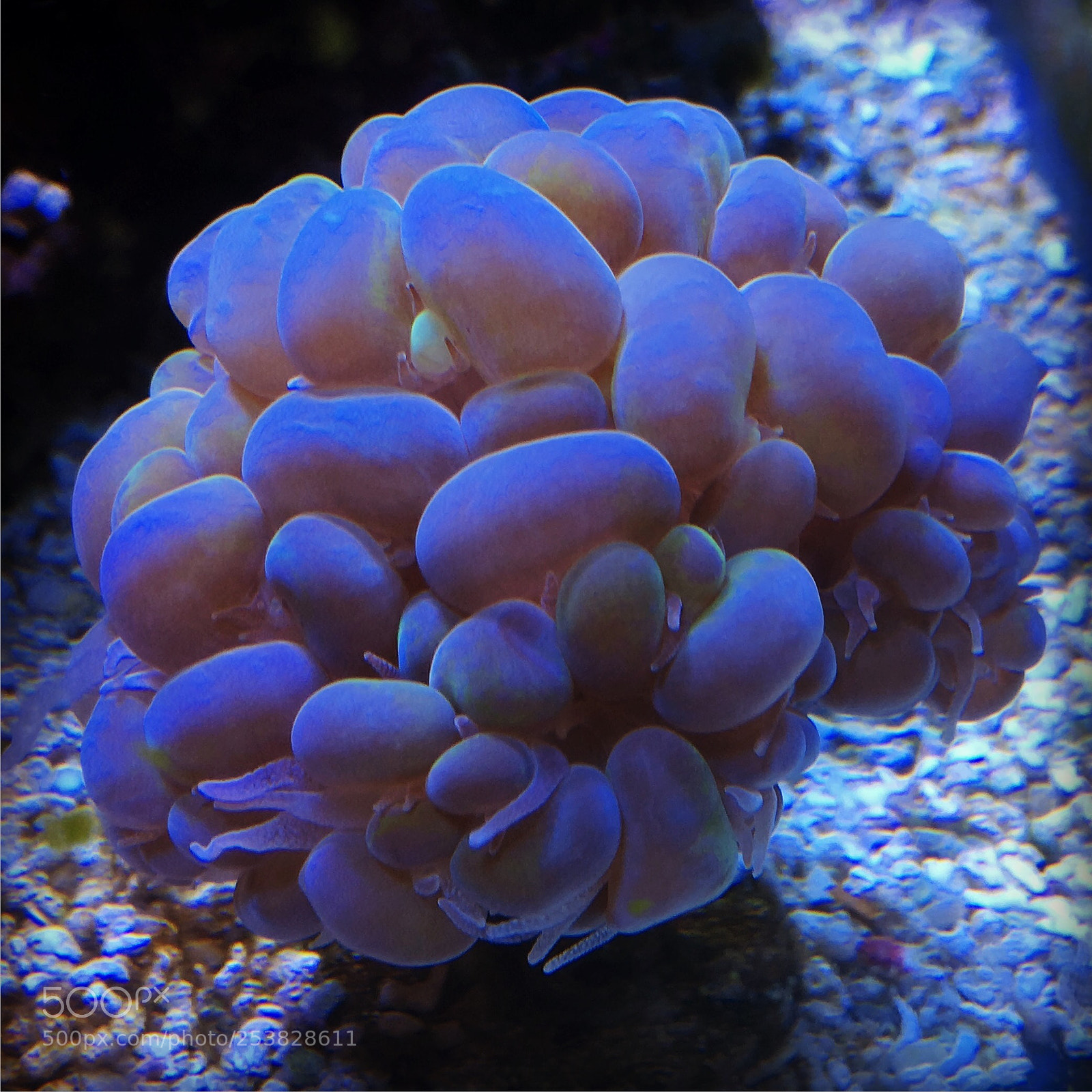 Apple iPhone SE sample photo. Bubble coral photography