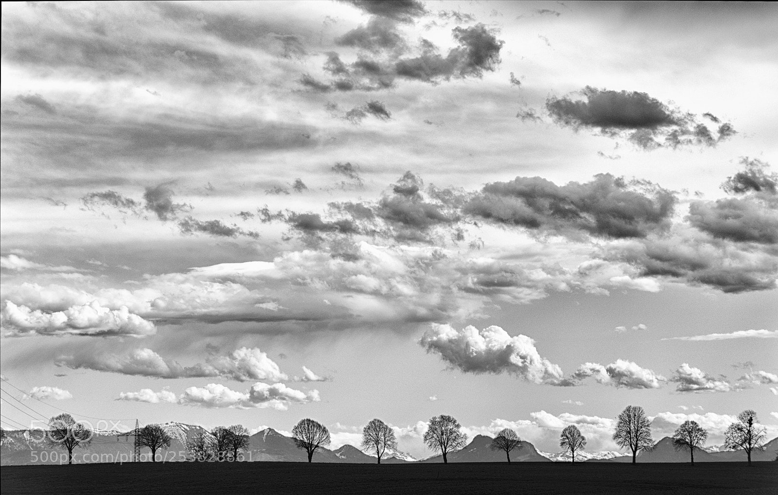 Panasonic DMC-G81 sample photo. A line of trees photography