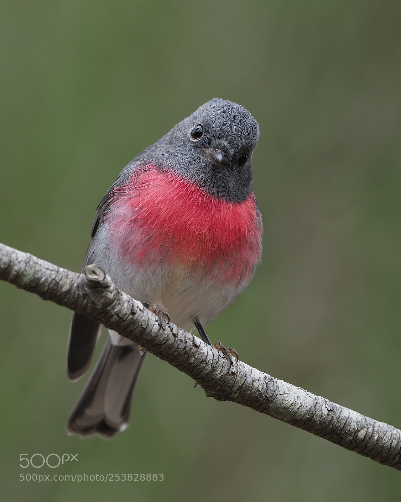 Olympus OM-D E-M1 Mark II sample photo. Rose robin inquisitive look photography
