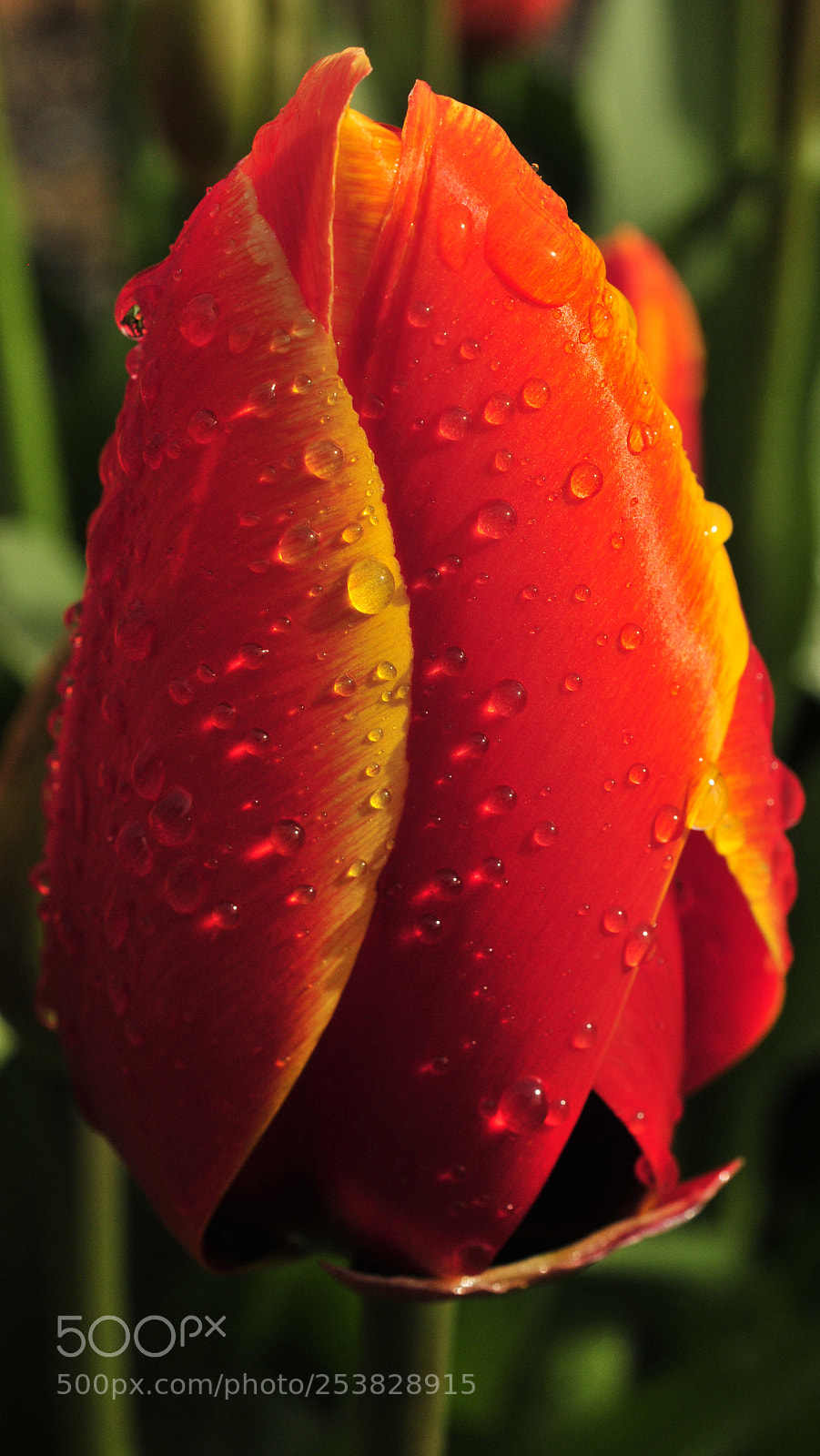 Nikon D300 sample photo. Teardrops in the sun photography
