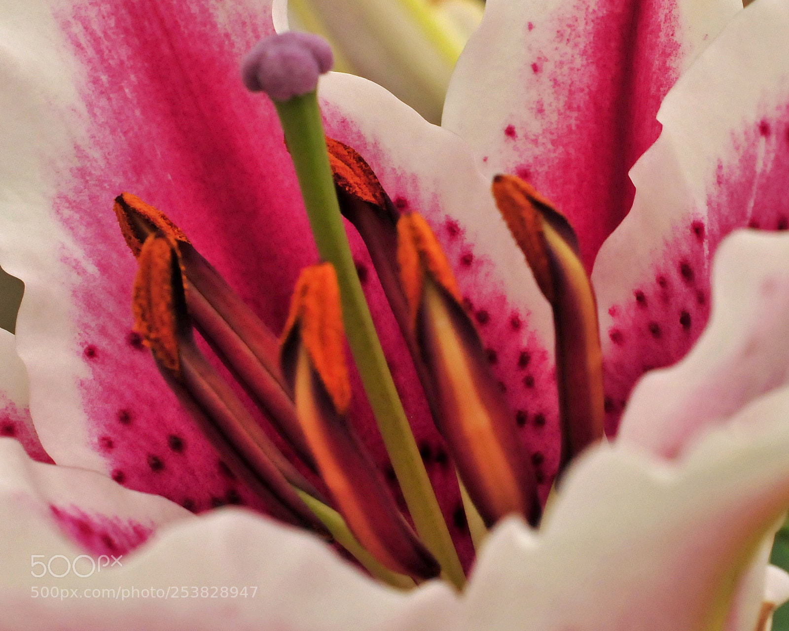 Nikon D300 sample photo. Westward leaning photography
