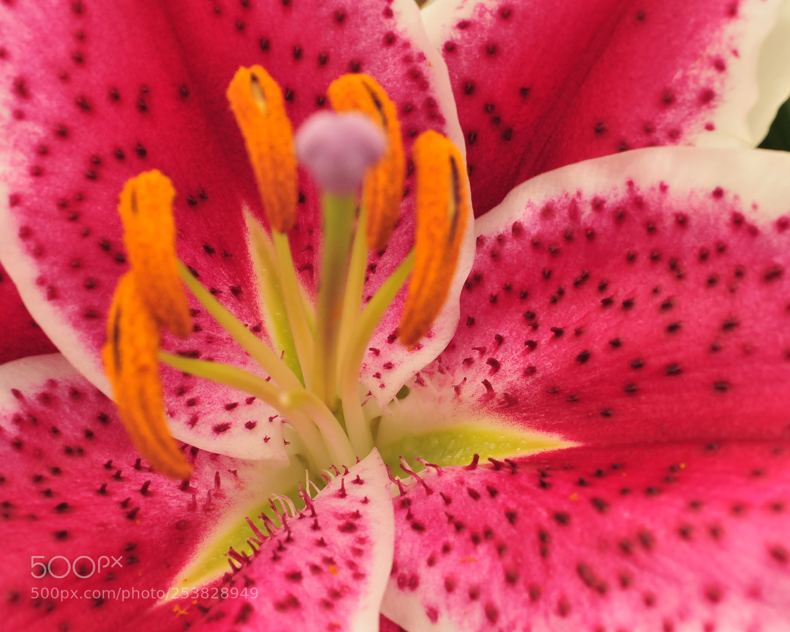 Nikon D300 sample photo. Sparkly center photography