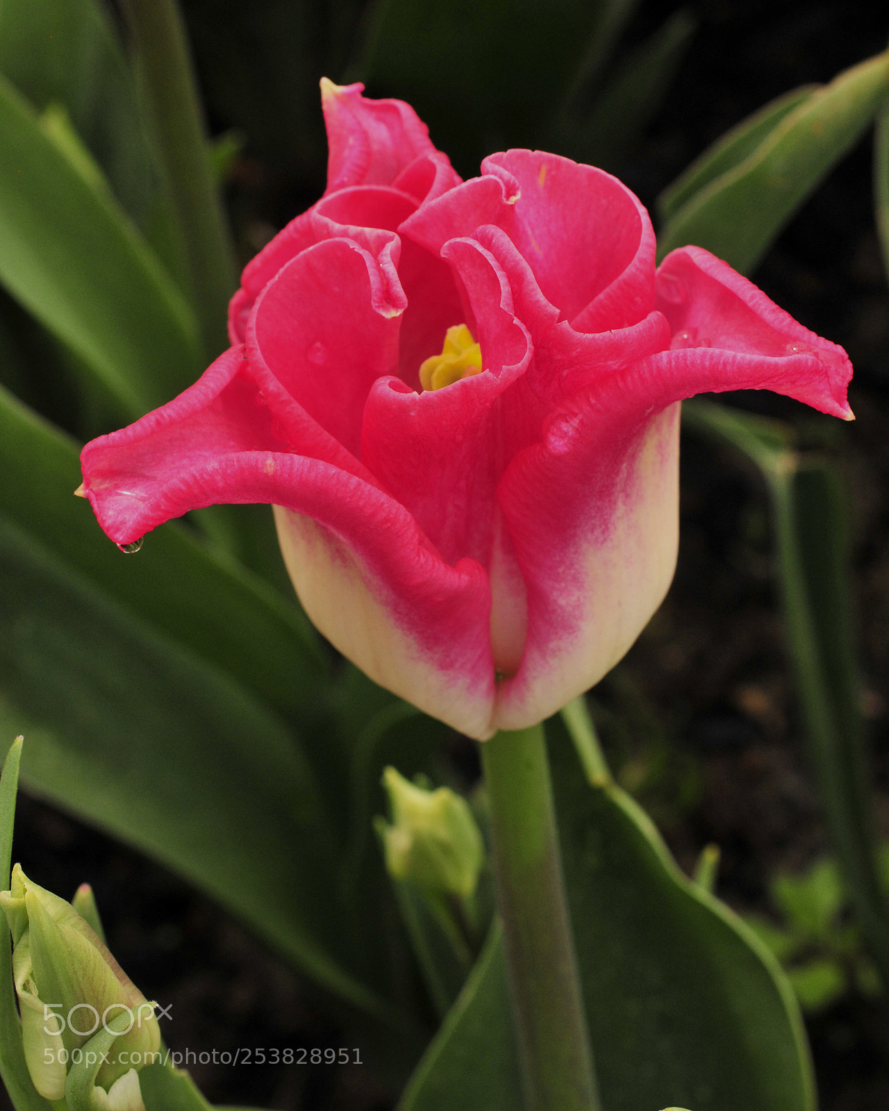 Nikon D300 sample photo. Tripod photography